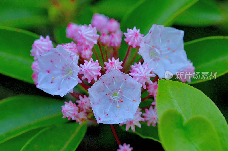 大叶菖蒲/山桂花